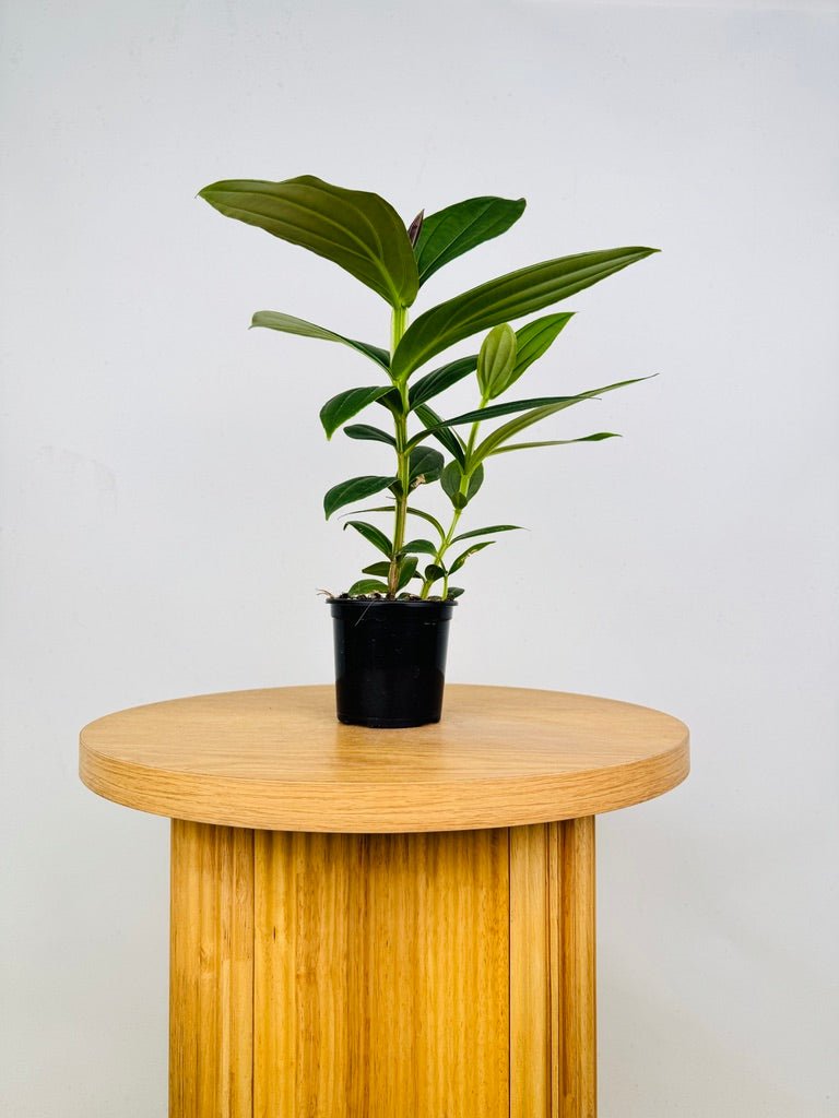 Medinilla Speciosa | Uprooted