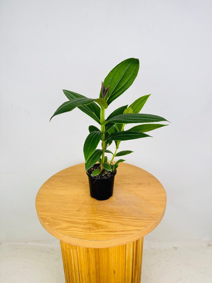 Medinilla Speciosa | Uprooted