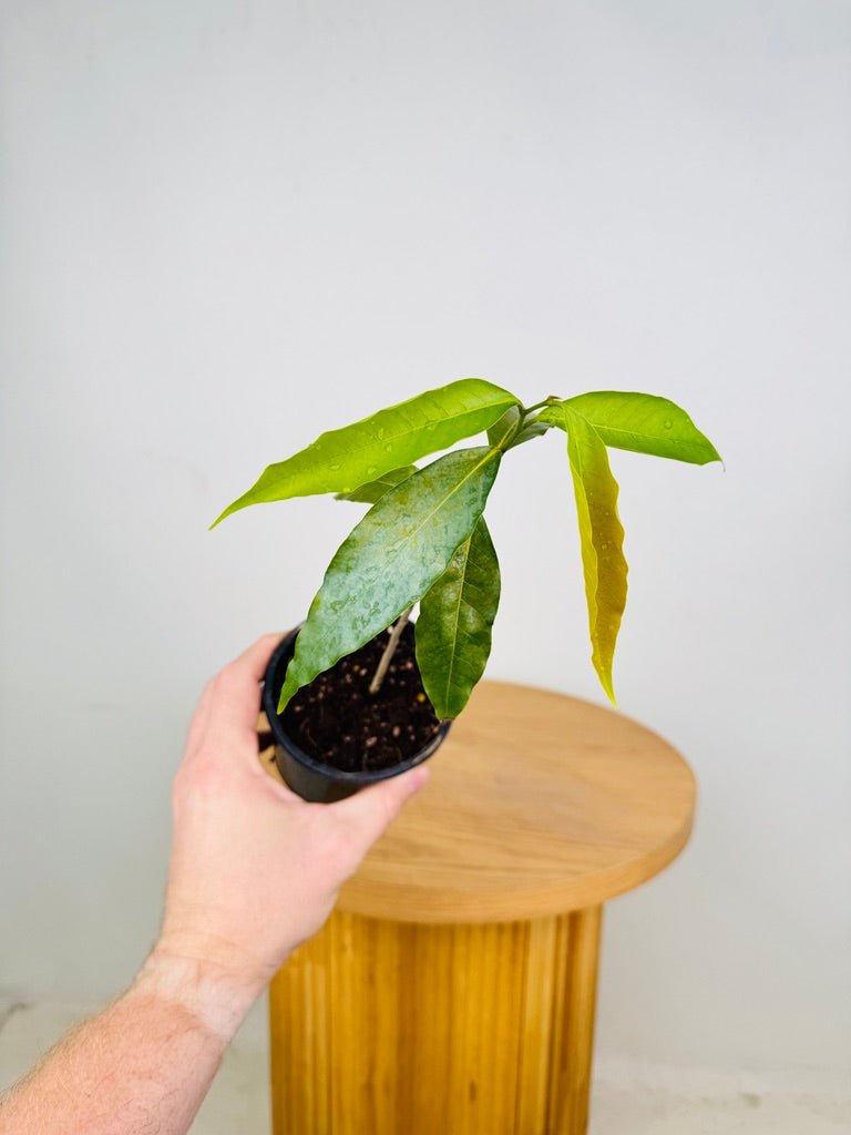 Monoon Longifolium - Mast Tree | Uprooted