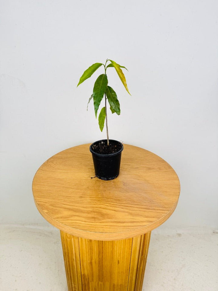 Monoon Longifolium - Mast Tree | Uprooted
