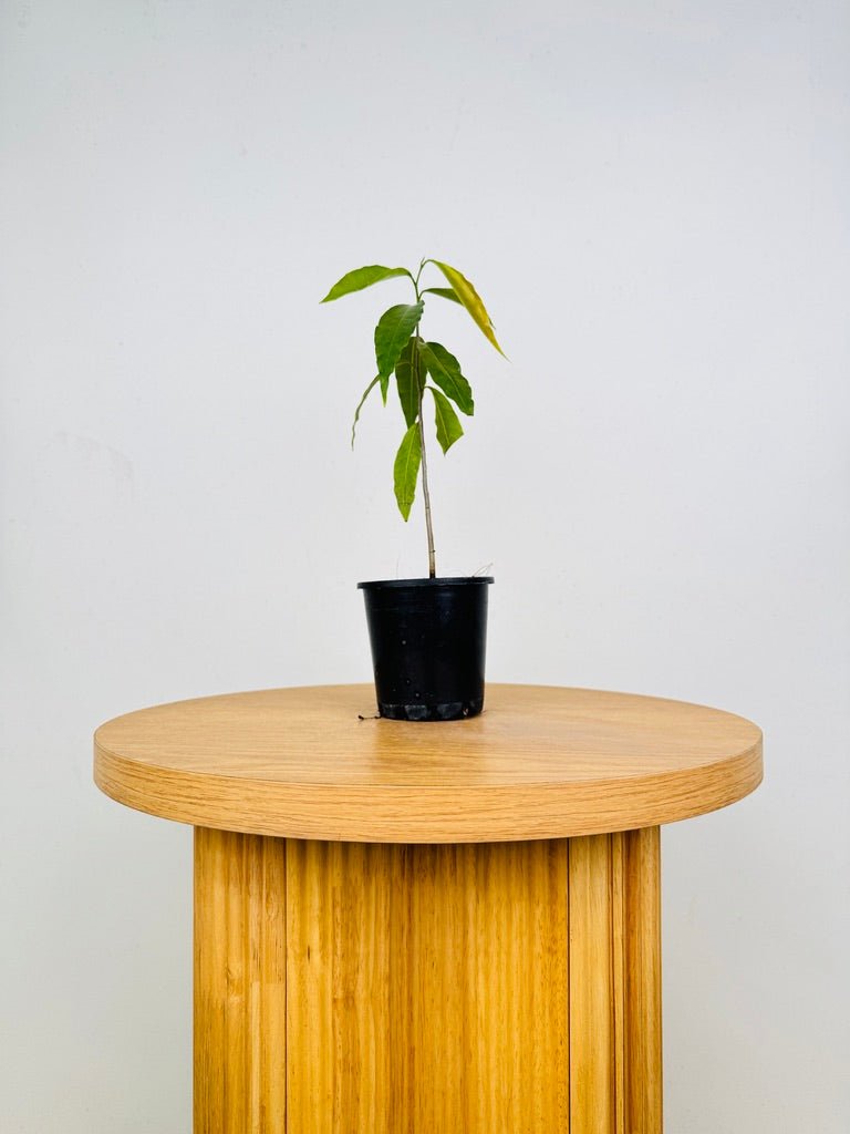 Monoon Longifolium - Mast Tree | Uprooted