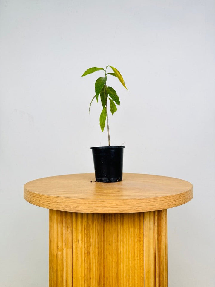 Monoon Longifolium - Mast Tree | Uprooted
