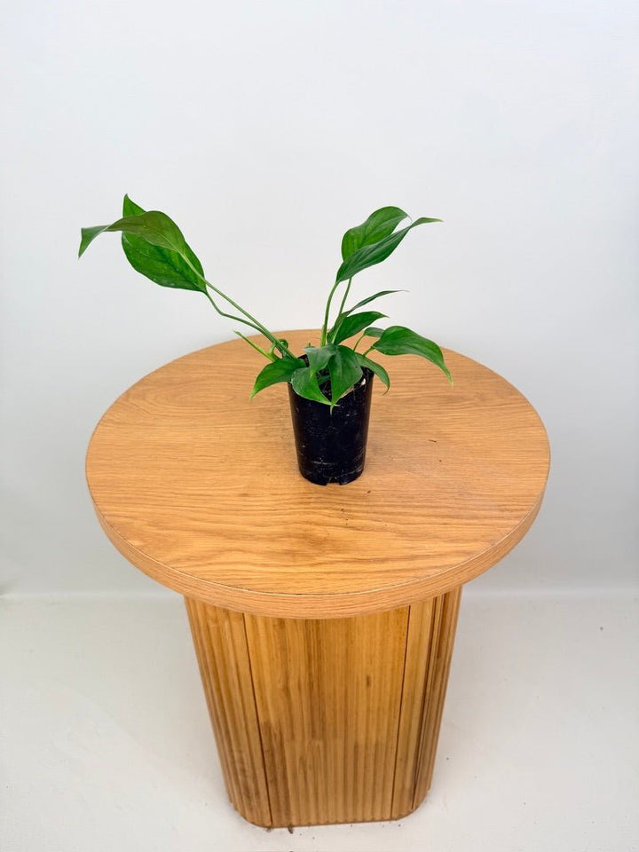 Monstera Acacoyaguensis | Uprooted