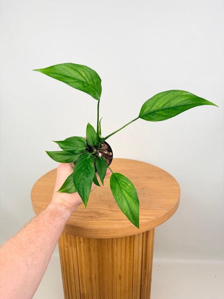 Monstera Acacoyaguensis | Uprooted