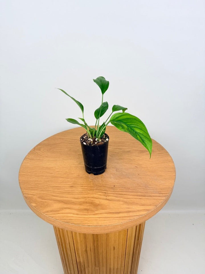 Monstera Acacoyaguensis | Uprooted