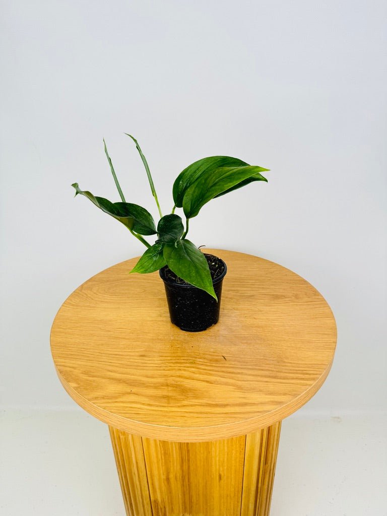 monstera acacoyaguensis for sale Monstera Acacoyaguensis | Uprooted