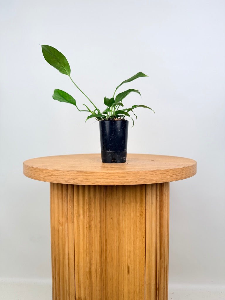 Monstera Acacoyaguensis | Uprooted