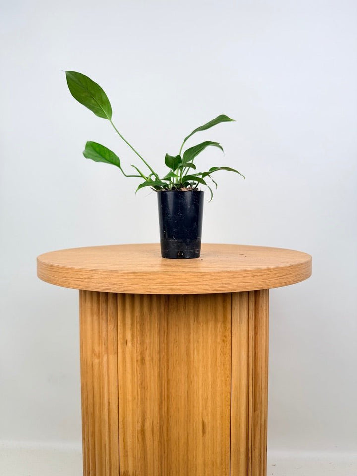 Monstera Acacoyaguensis | Uprooted