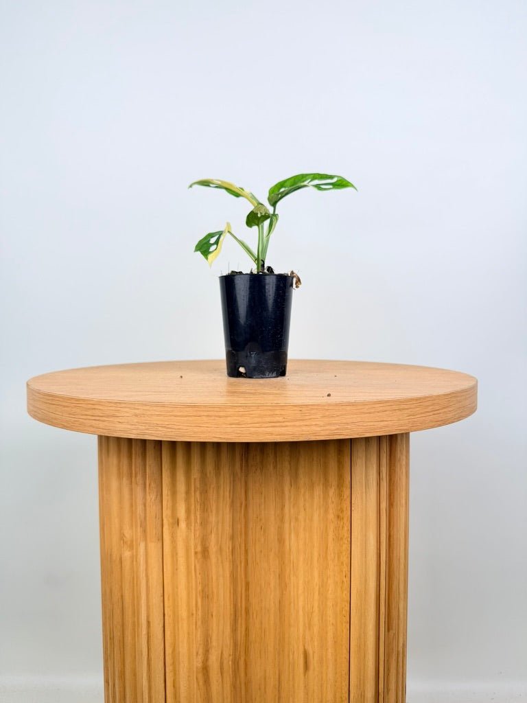 Monstera Adansonii - Monkey Mask - Variegated Albo | Uprooted
