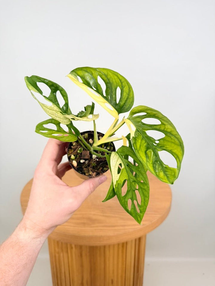 Monstera Adansonii - Monkey Mask - Variegated Albo | Uprooted