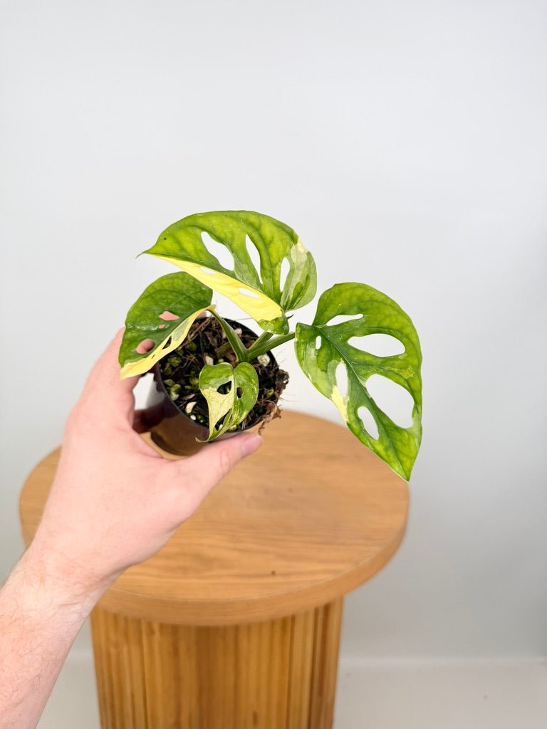 Monstera Adansonii - Monkey Mask - Variegated Albo | Uprooted