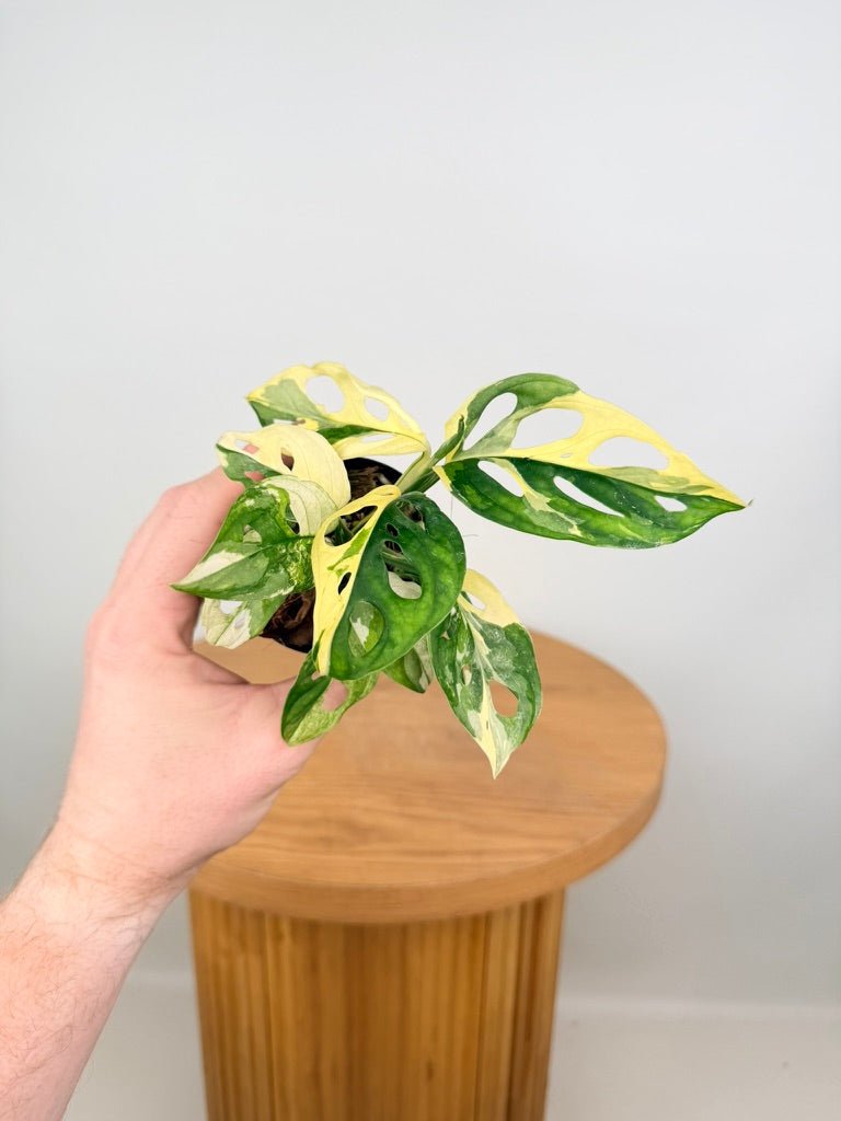 Monstera Adansonii - Monkey Mask - Variegated Albo | Uprooted