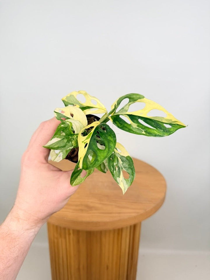 Monstera Adansonii - Monkey Mask - Variegated Albo | Uprooted