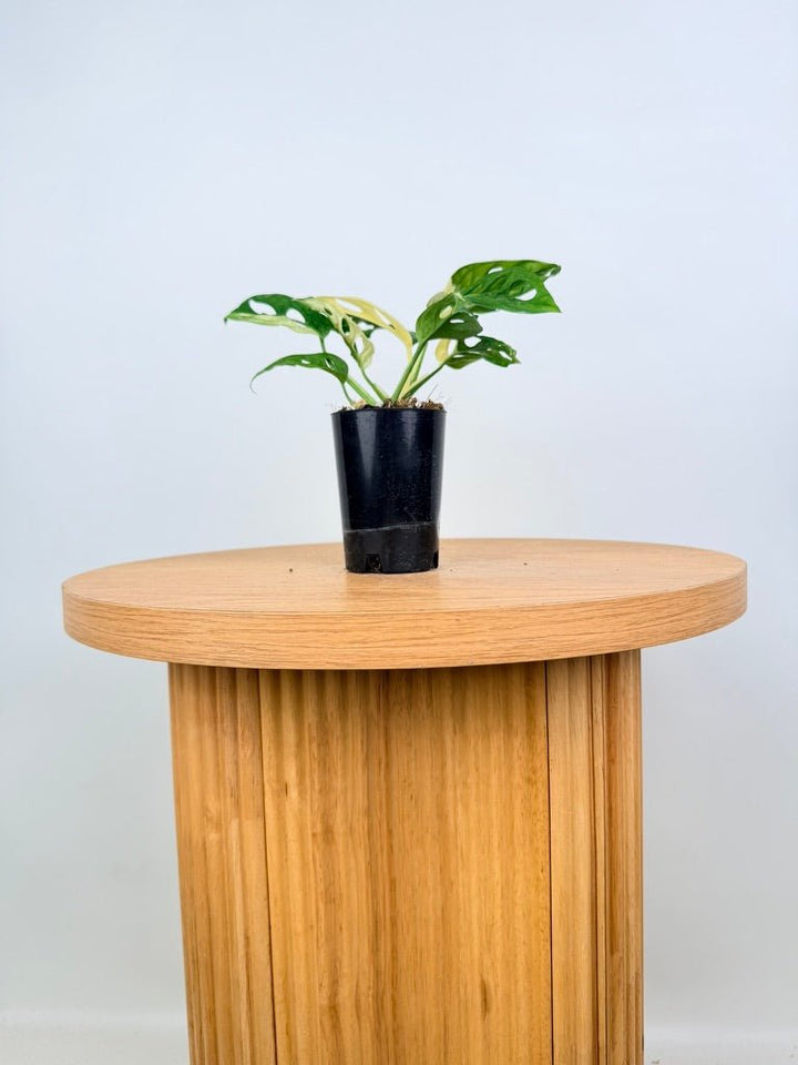 Monstera Adansonii - Monkey Mask - Variegated Albo | Uprooted