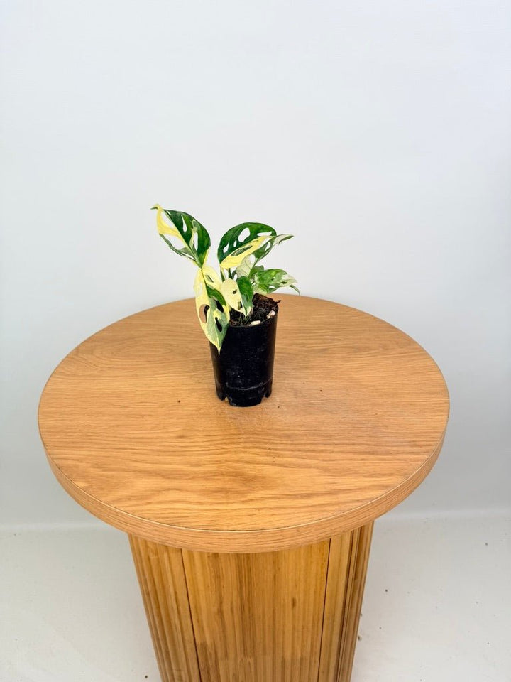 Monstera Adansonii - Monkey Mask - Variegated Albo | Uprooted