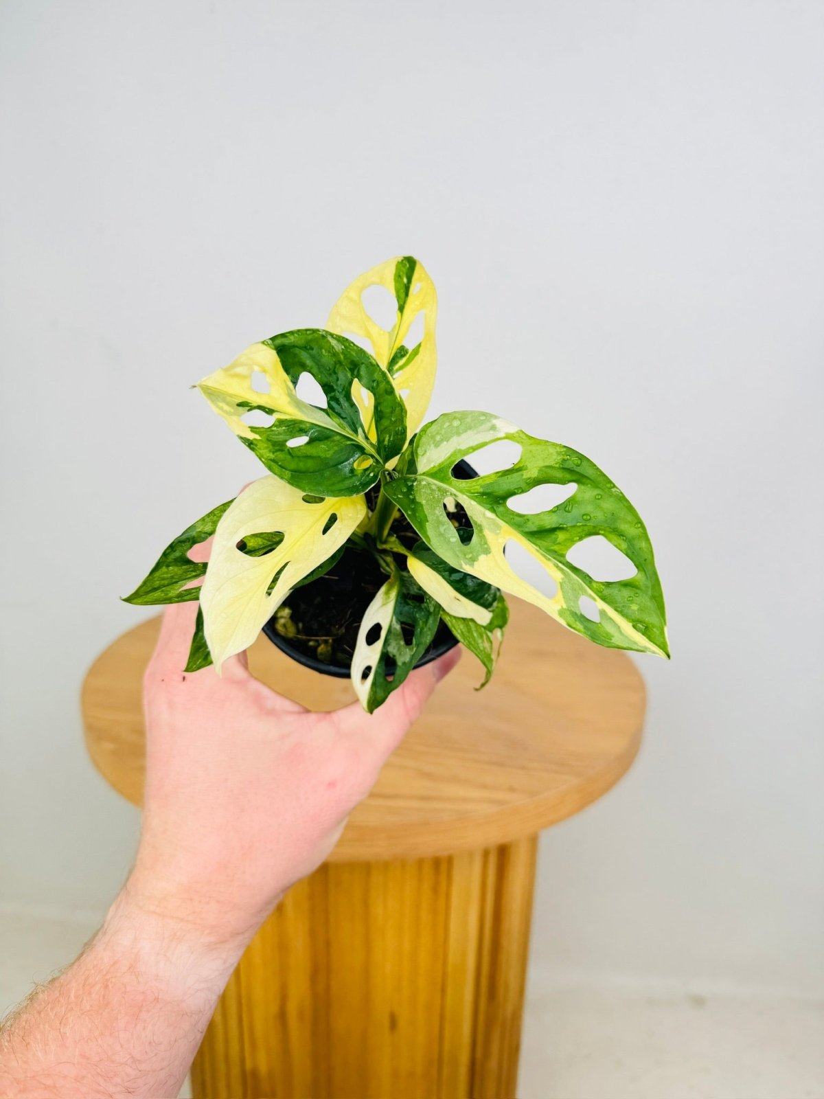 斑入り マドカズラ ハーフムーン Variegated Adansonii 22)Monstera