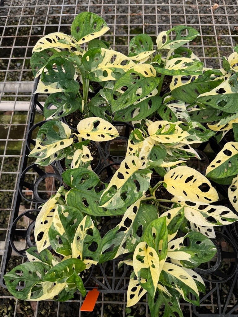 monstera adansonii albo price Monstera Adansonii Variegated Albo | Uprooted