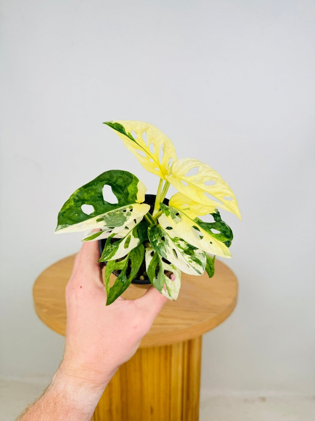 Monstera Adansonii - Monkey Mask - Variegated Albo | Uprooted