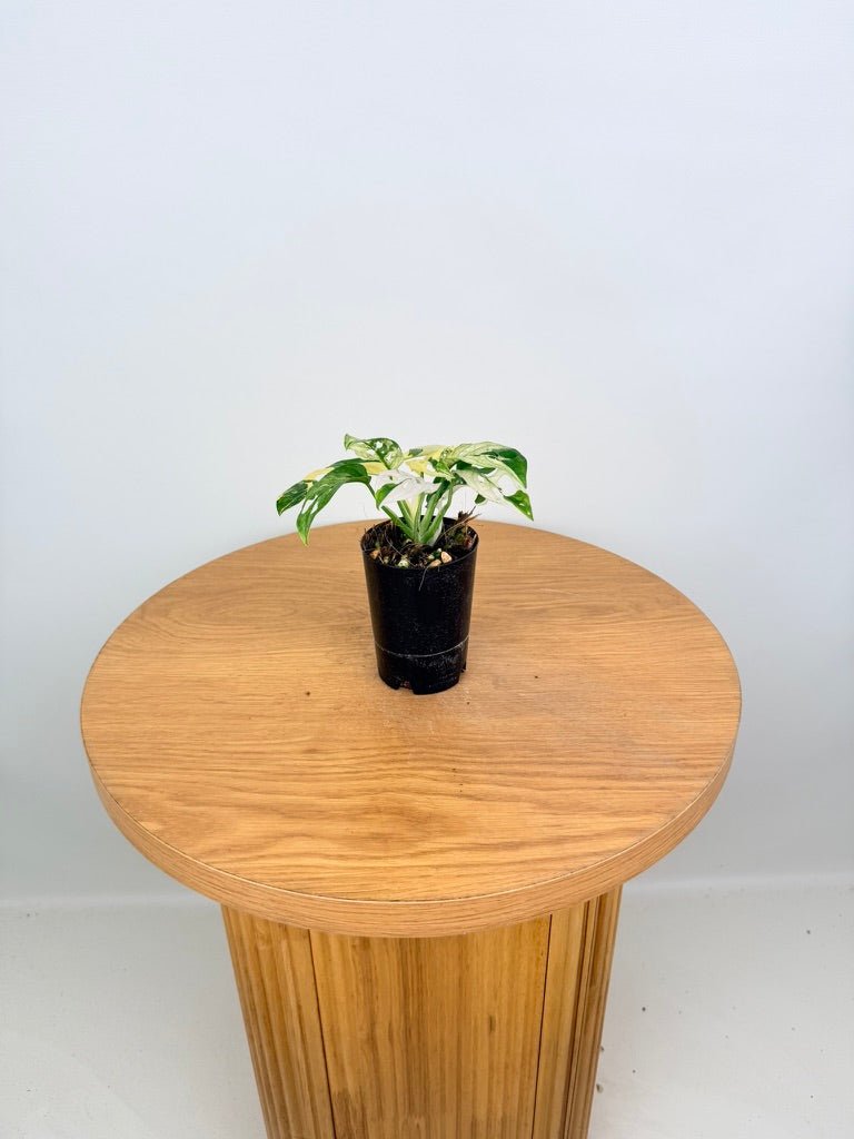 Monstera Adansonii - Monkey Mask - Variegated Albo | Uprooted
