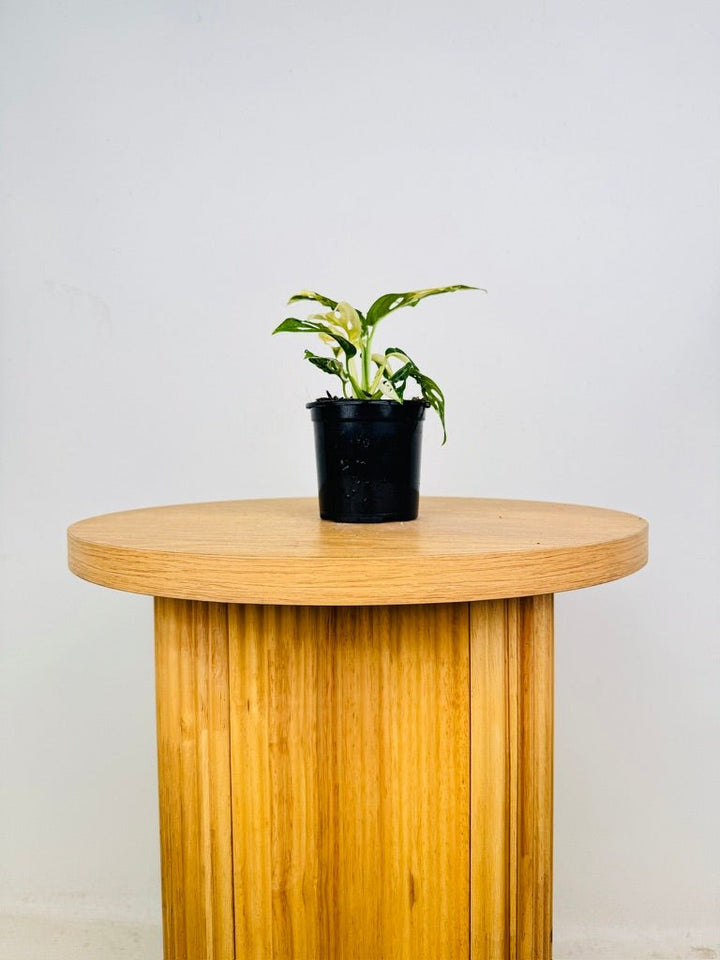 Monstera Adansonii - Monkey Mask - Variegated Albo | Uprooted