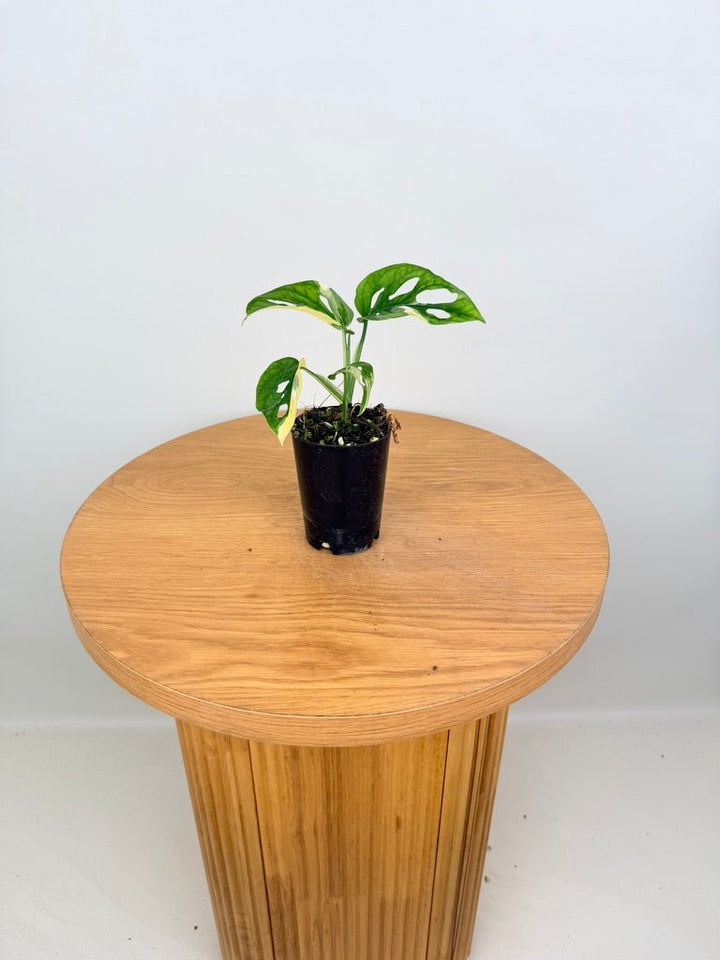 Monstera Adansonii - Monkey Mask - Variegated Albo | Uprooted