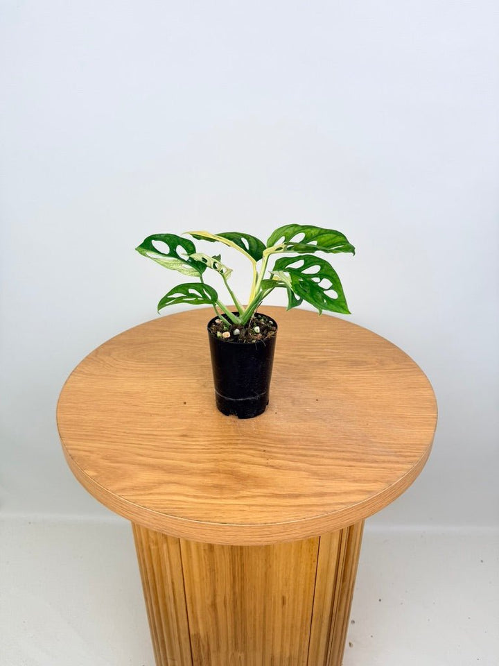 Monstera Adansonii - Monkey Mask - Variegated Albo | Uprooted