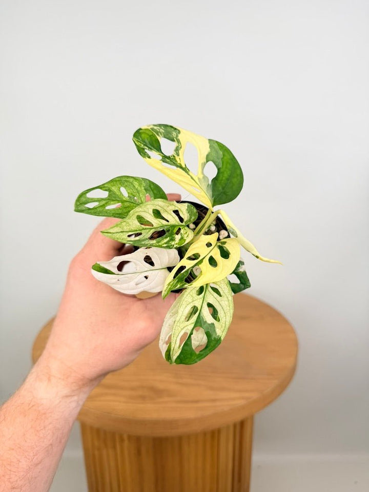 Monstera Adansonii - Monkey Mask - Variegated Albo | Uprooted