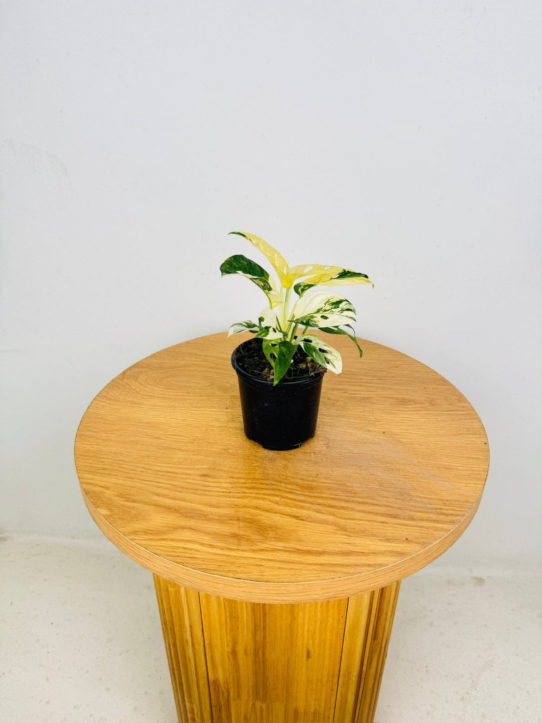 Monstera Adansonii - Monkey Mask - Variegated Albo | Uprooted