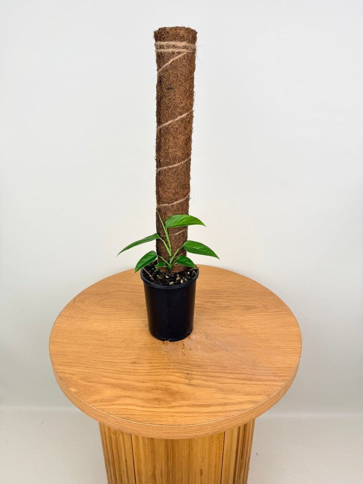 Monstera Adansonii - Mutant - Rara Panama Form | Uprooted