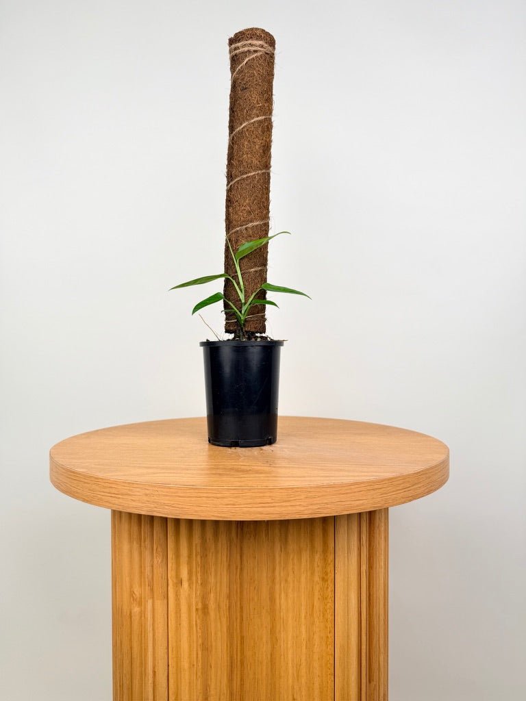 Monstera Adansonii - Mutant - Rara Panama Form | Uprooted