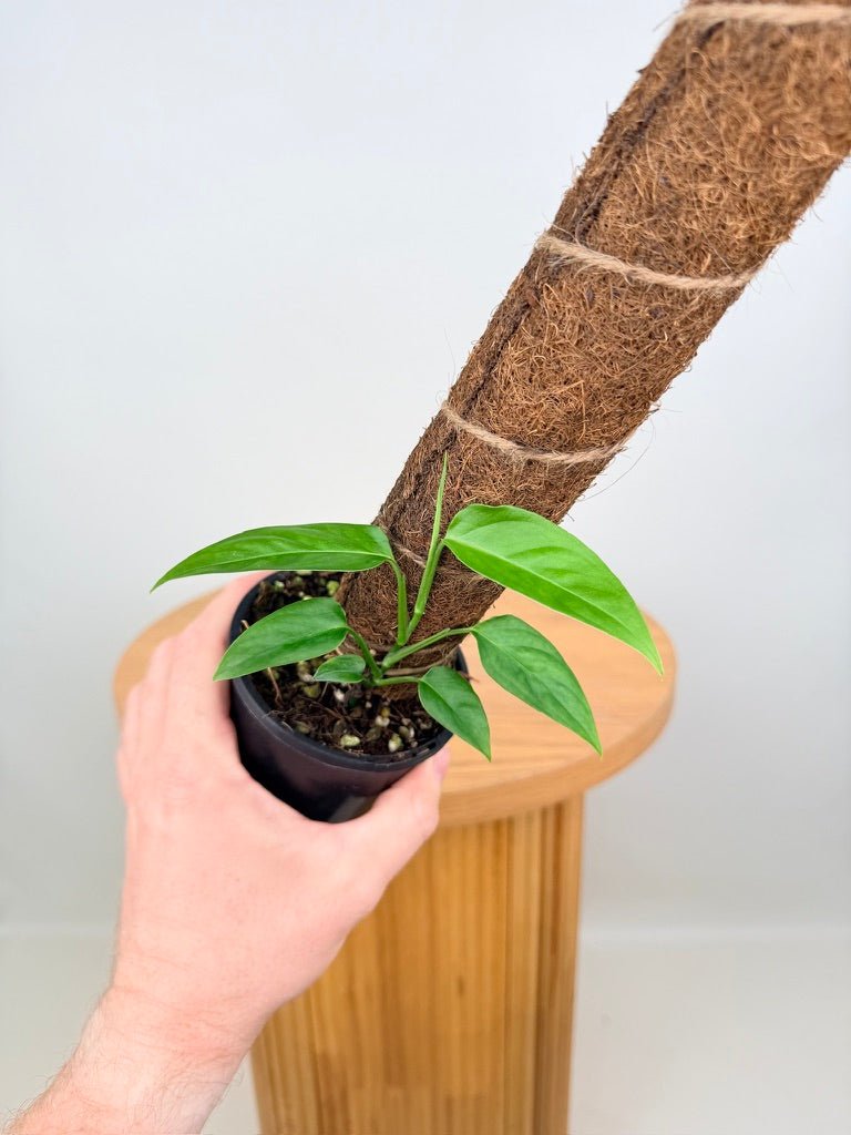 Monstera Adansonii - Mutant - Rara Panama Form | Uprooted