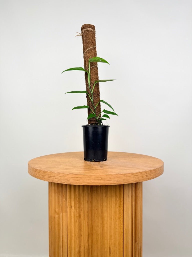 Monstera Adansonii - Mutant - Rara Panama Form | Uprooted