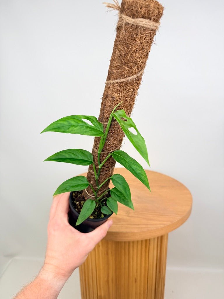 Monstera Adansonii - Mutant - Rara Panama Form | Uprooted