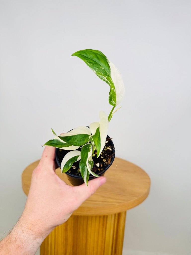monstera adansonii var laniata Monstera Adansonii Var Laniata Variegata Albo | Uprooted