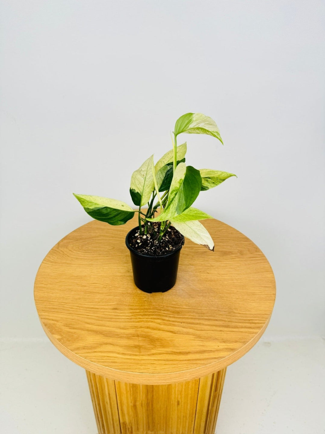 monstera adansonii var laniata Monstera Adansonii Var Laniata Variegata Mint | Uprooted