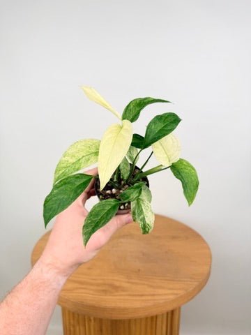 Monstera Adansonii Var Laniata Variegata Mint | Uprooted