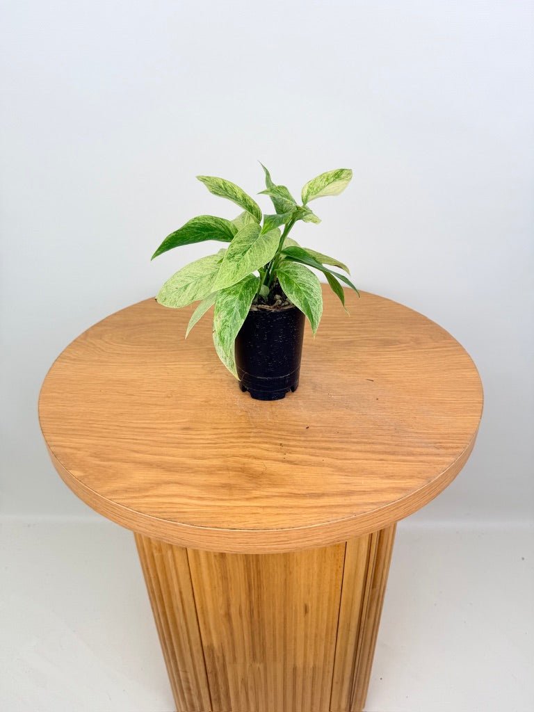 Monstera Adansonii Var Laniata Variegata Mint | Uprooted