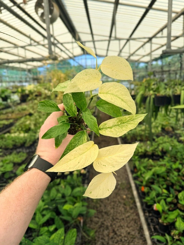Monstera Adansonii Var Laniata Variegata Mint | Uprooted