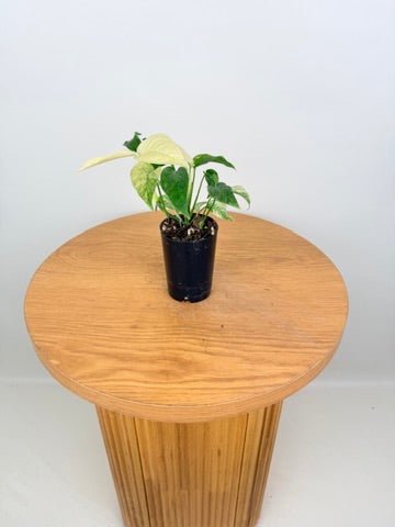 Monstera Adansonii Var Laniata Variegata Mint | Uprooted