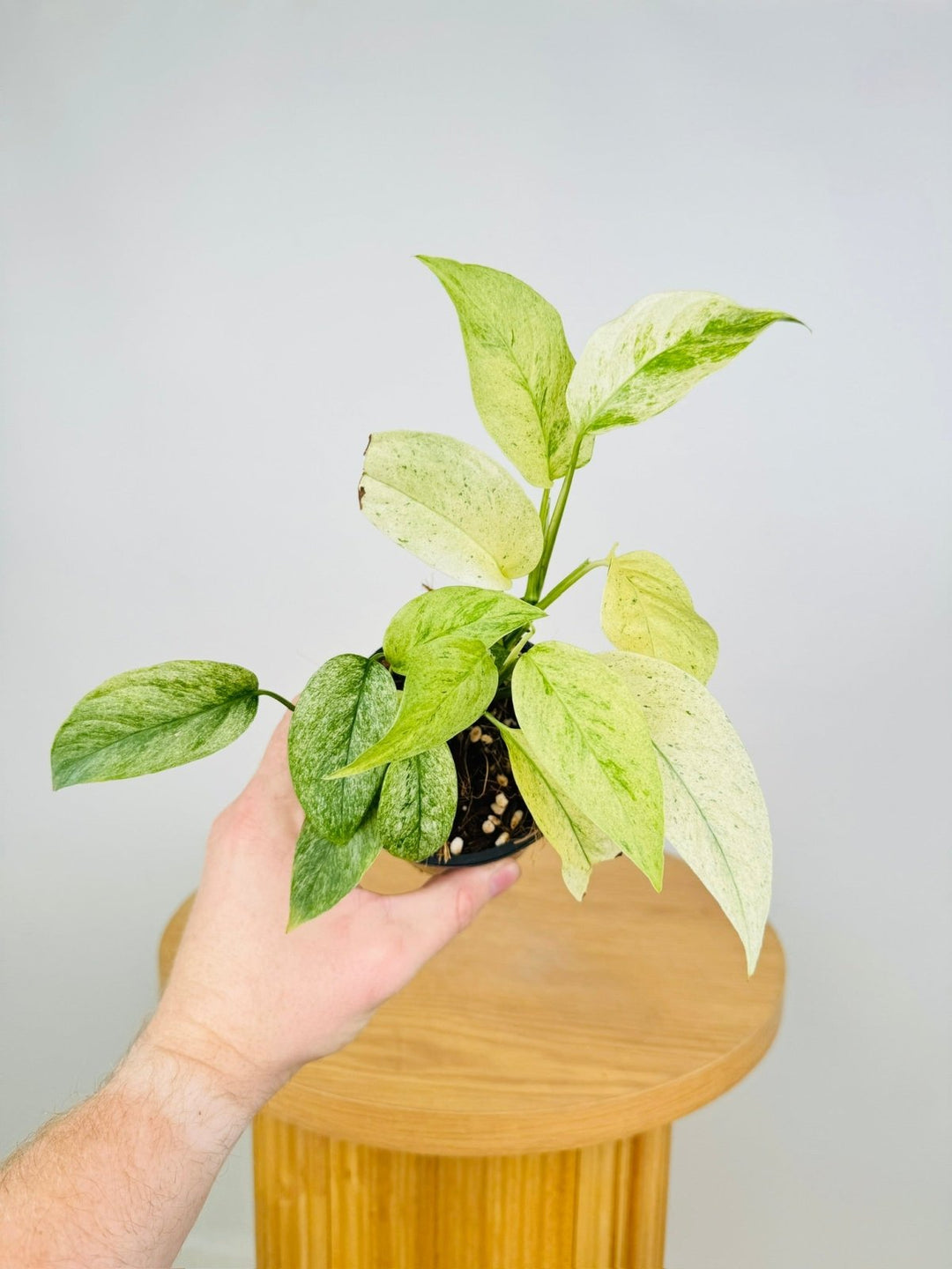 monstera adansonii var Monstera Adansonii Var Laniata Variegata Mint | Uprooted