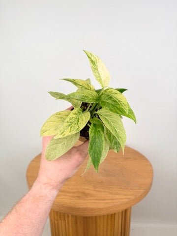 Monstera Adansonii Var Laniata Variegata Mint | Uprooted