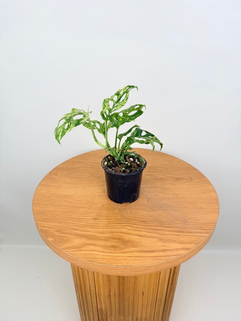 variegated monstera adansonii australia Monstera Adansonii Variegated Mottled | Uprooted