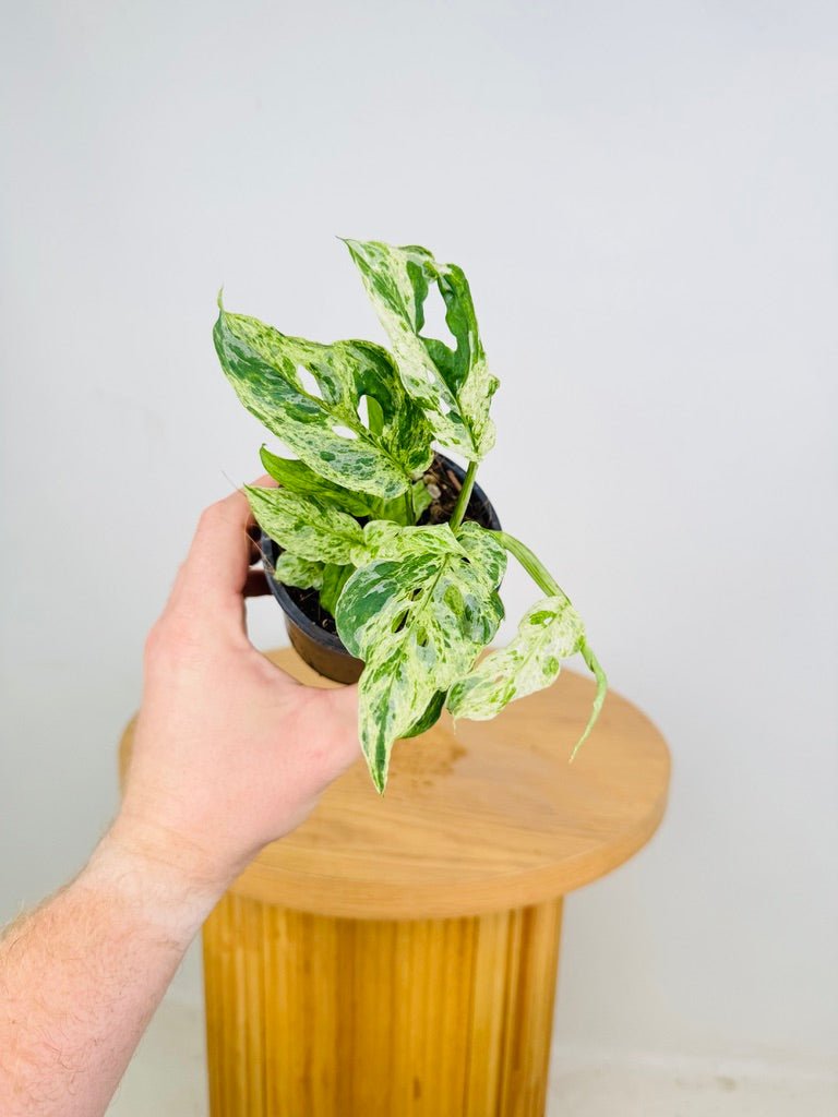 monstera adansonii variegated mint Monstera Adansonii Variegated Mottled | Uprooted
