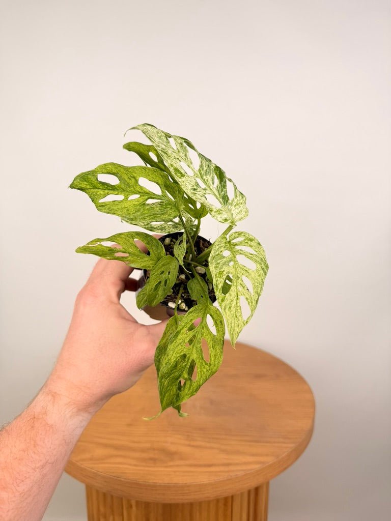 Monstera Adansonii Variegated Mint / Mottled | Uprooted