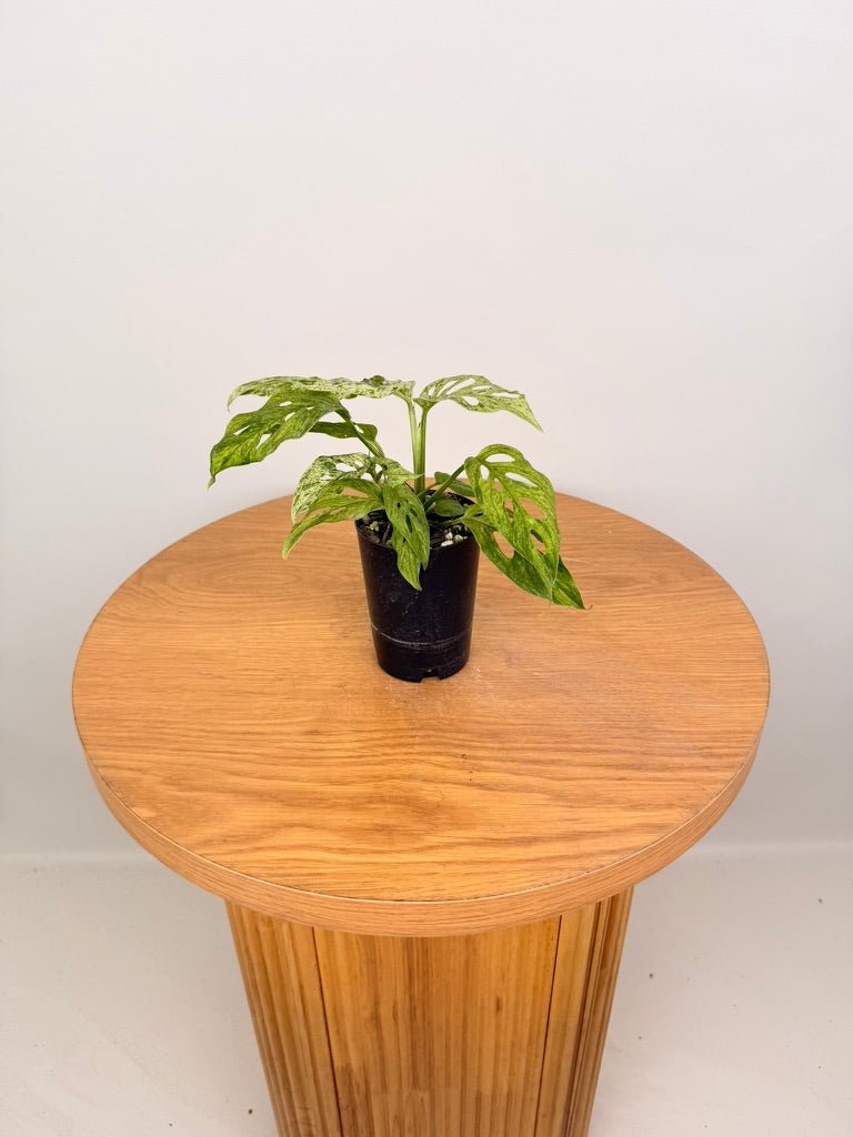 Monstera Adansonii Variegated Mint / Mottled | Uprooted