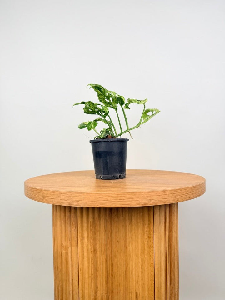 Monstera Adansonii Variegated Mint / Mottled | Uprooted