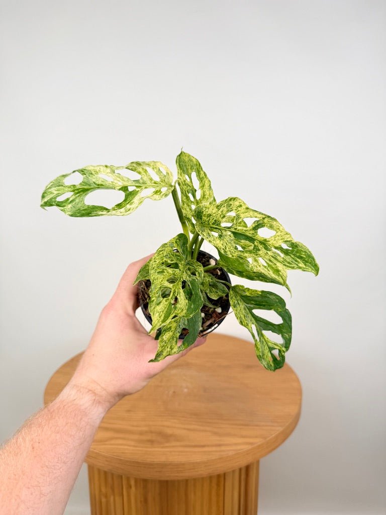 Monstera Adansonii Variegated Mint / Mottled | Uprooted