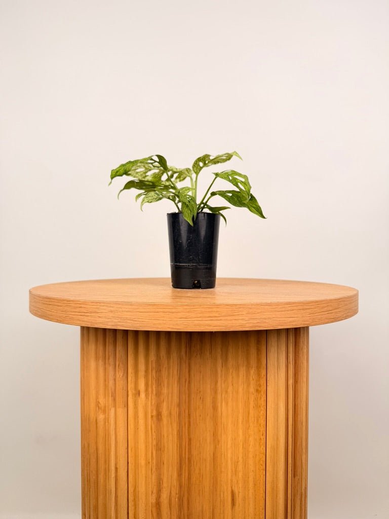 Monstera Adansonii Variegated Mint / Mottled | Uprooted