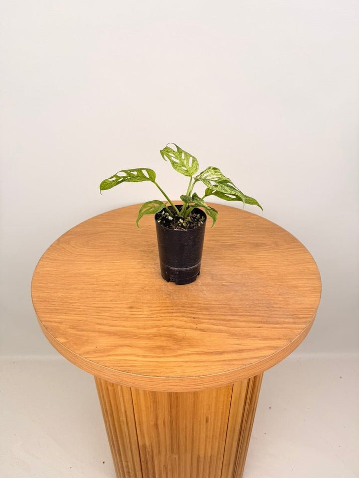 Monstera Adansonii Variegated Mint / Mottled | Uprooted