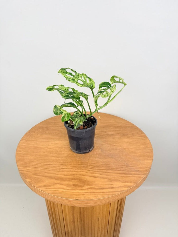 Monstera Adansonii Variegated Mint / Mottled | Uprooted
